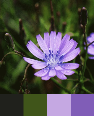 violeta1